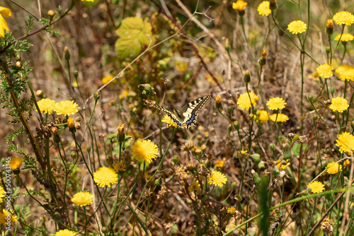 farfalla macaone si posa sui fiori gialli a primavera photo