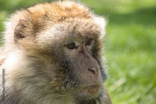 Monkey /Affe barbary macaque/ Berberaffe