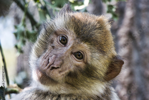 Canvas Print barbary macaque
Berber affe