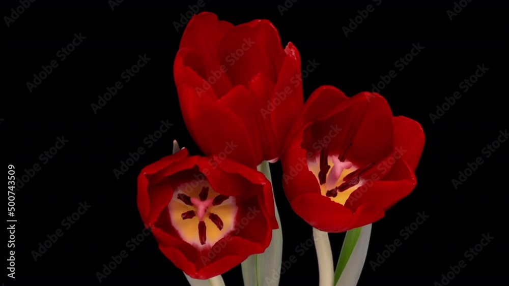 Beautiful red Tulip Flower background. Blooming Tulips flower open, time lapse, close-up. Wedding backdrop, Valentine's Day concept. Bouquet on black backdrop, closeup. Beautiful red Tulip Flower background. Blooming Tulips flower open, time lapse, close-up. Wedding backdrop, Valentine's Day concept. Bouquet on black backdrop, closeup.