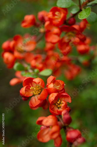 Red quince flowers blossoms
