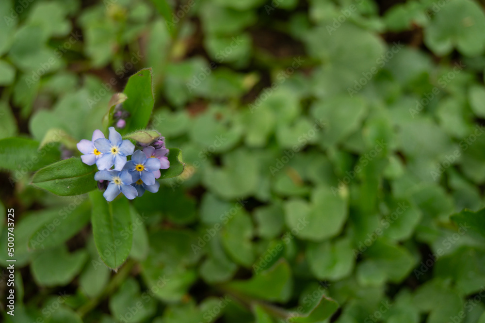 Blue flower forget-me-not