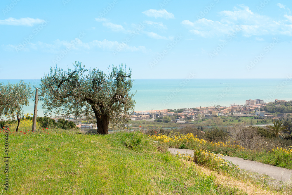 alberi di ulivo con cielo sullo sfondo paesaggio mediterraneo