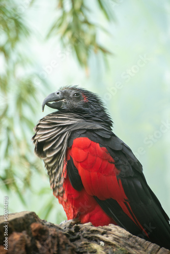 Pesquet's parrot