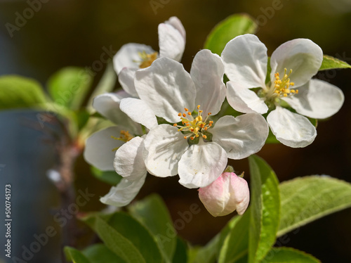 Fresh white apple blossom close up image