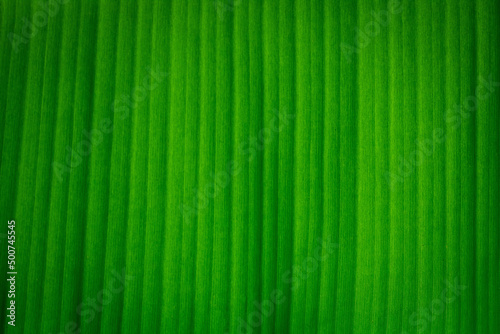 Green banana leaf. Natural green tropical leaves.