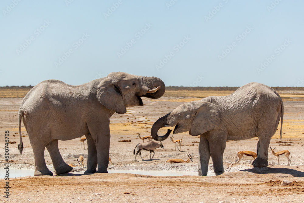 Fototapeta premium Two elephants drinking water in Etosha Namibia