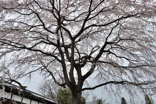 Wallpaper Mural 空を覆うように広がる満開の【しだれ桜】とお寺の土塀（東京都　2022） Torontodigital.ca