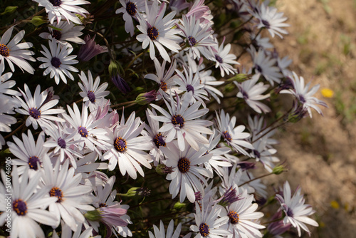 cespuglio di margherite africane bianche appena fiorite in primavera photo