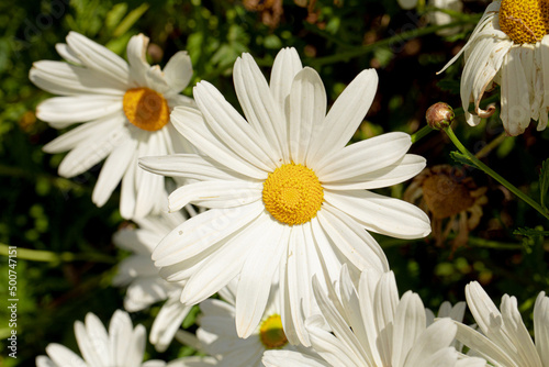 cespuglio di margherite bianche appena fiorite in primavera