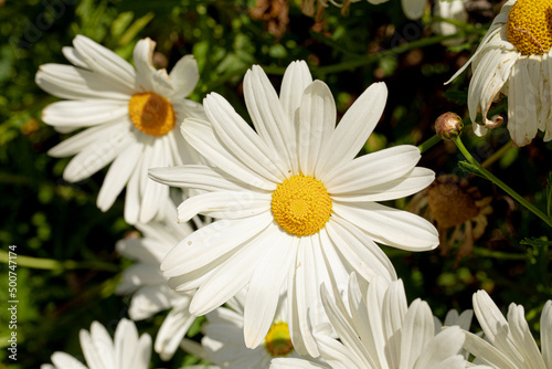 cespuglio di margherite bianche appena fiorite in primavera