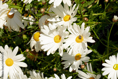 cespuglio di margherite bianche appena fiorite in primavera