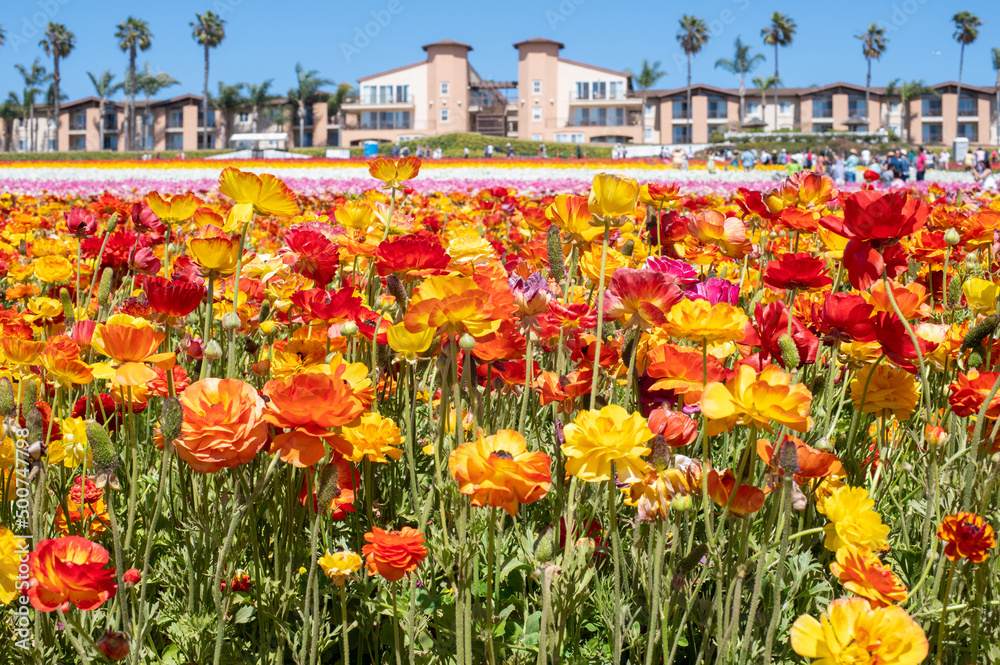Flowers at Carlsbad Flower Fields, Carlsbad, CA Stock Photo Adobe Stock