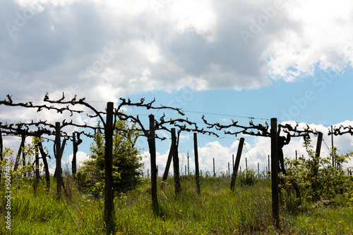 Vigne in primavera con cielo sullo sfondo