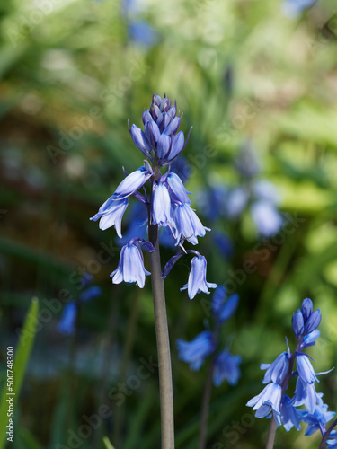 (Hyacinthoides hispanica) Jacinthe d'Espagne à inflorescence campanulée à tépales pétaloïdes évasés bleu-mauve et striée de foncé en grappes au sommet d'une tige courbée photo