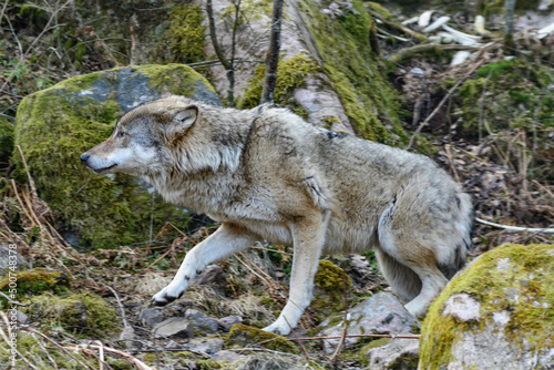 wolf  canis lupus in a forest in scandinavia