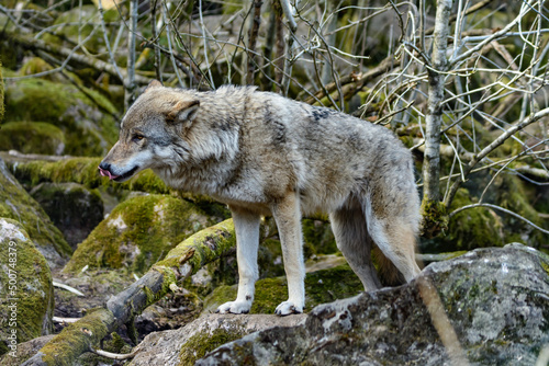 wolf, canis lupus in a forest in scandinavia