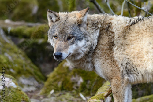 wolf  canis lupus in a forest in scandinavia