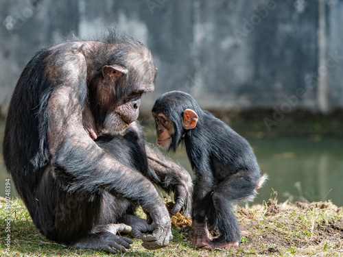 mother with baby chimp in a zoo Fototapeta