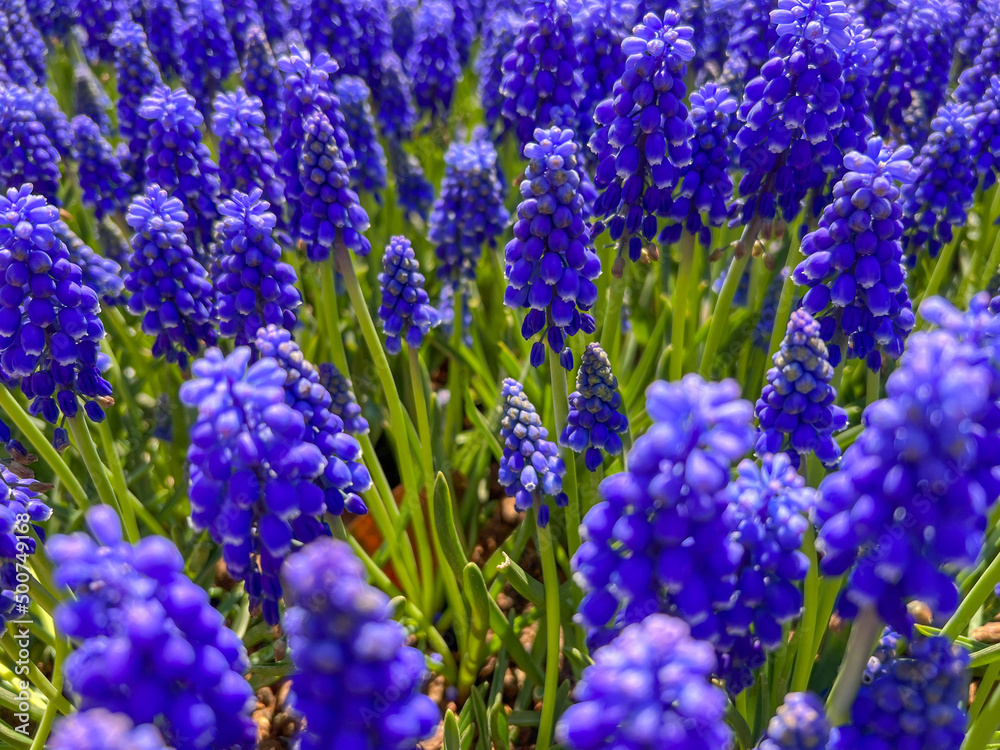 closeup side view of beautiful purple grape hyacinth flowers as a background closeup side view of beautiful purple grape hyacinth flowers as a background