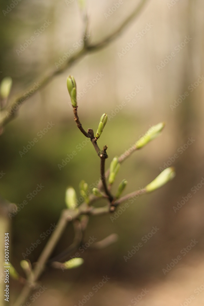 Young leaf buds in the spring
