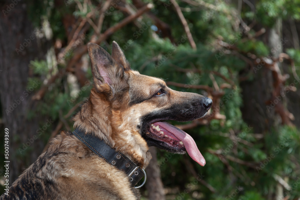 German Shepherd German Shepherd