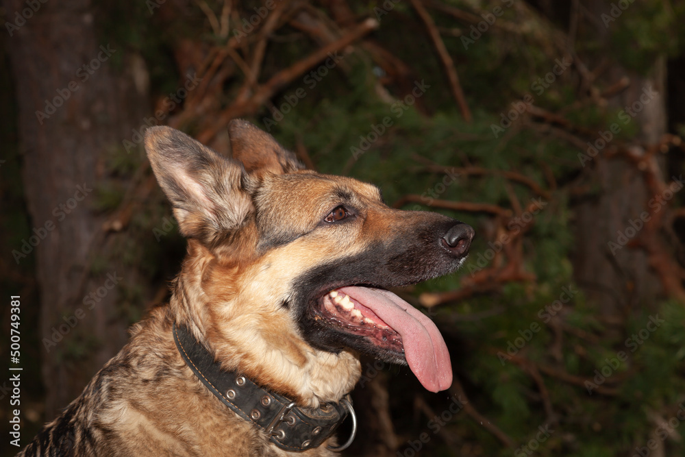 Fototapeta premium German Shepherd