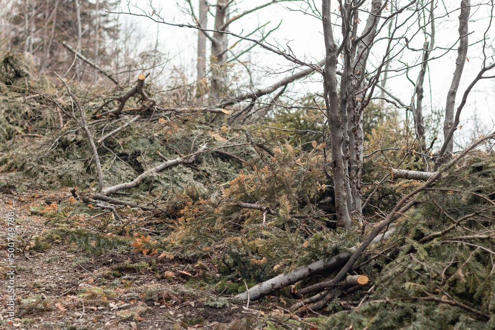 Cut trees, damaged forest ecosystem Cut trees, damaged forest ecosystem