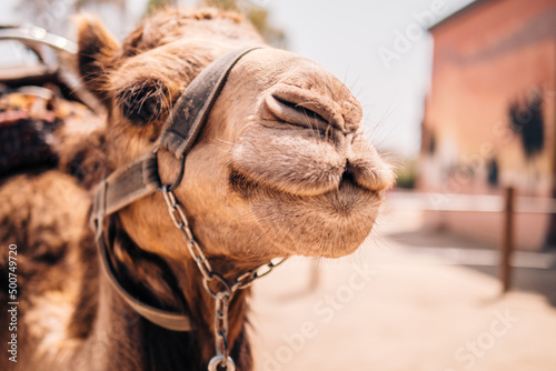 Super cute camel with a harness on
