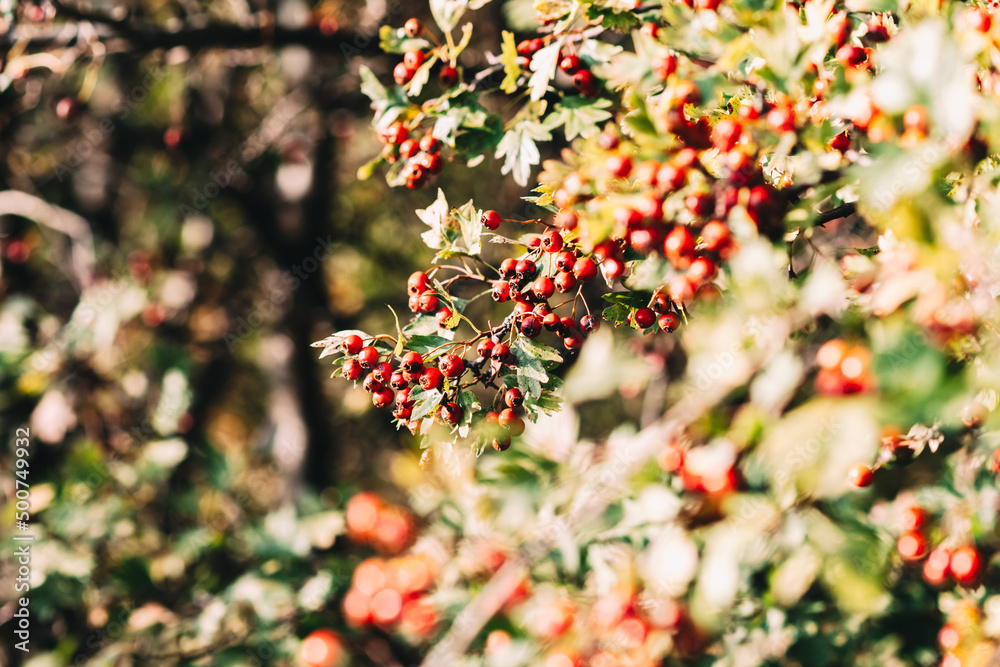 Obraz premium Closeup on wild red berries