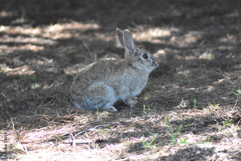 Fototapeta premium Conejo salvaje