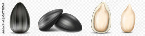 Ripe sunflower seeds, peeled seeds, detailed realistic 3d vector. isolated on transparent background, closeup