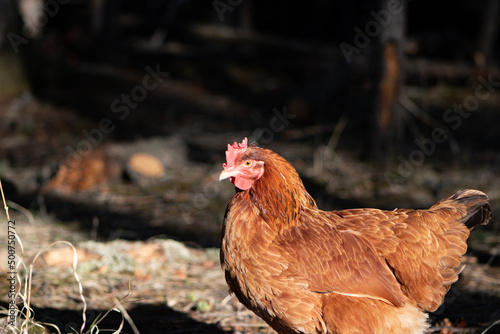 Close-up of hen on farm