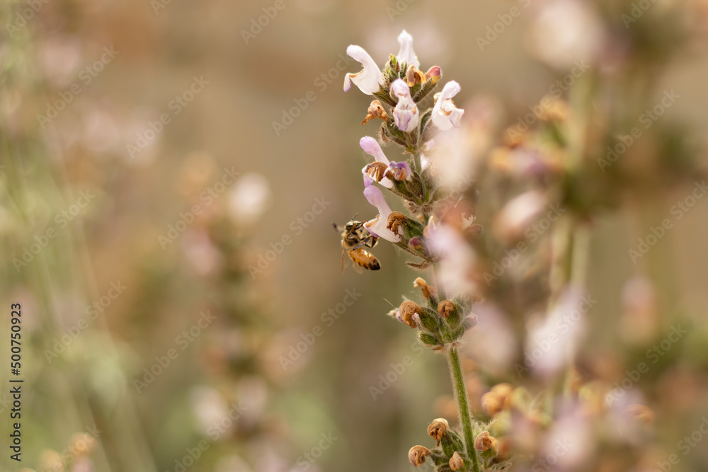 bee on a flower