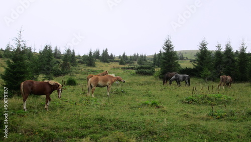 Horses on pasture © Ivan Koliadzhyn