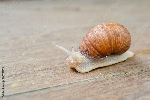 Roman Snail - Helix pomatia, common snail from European gardens and meadows, Czech Republic.