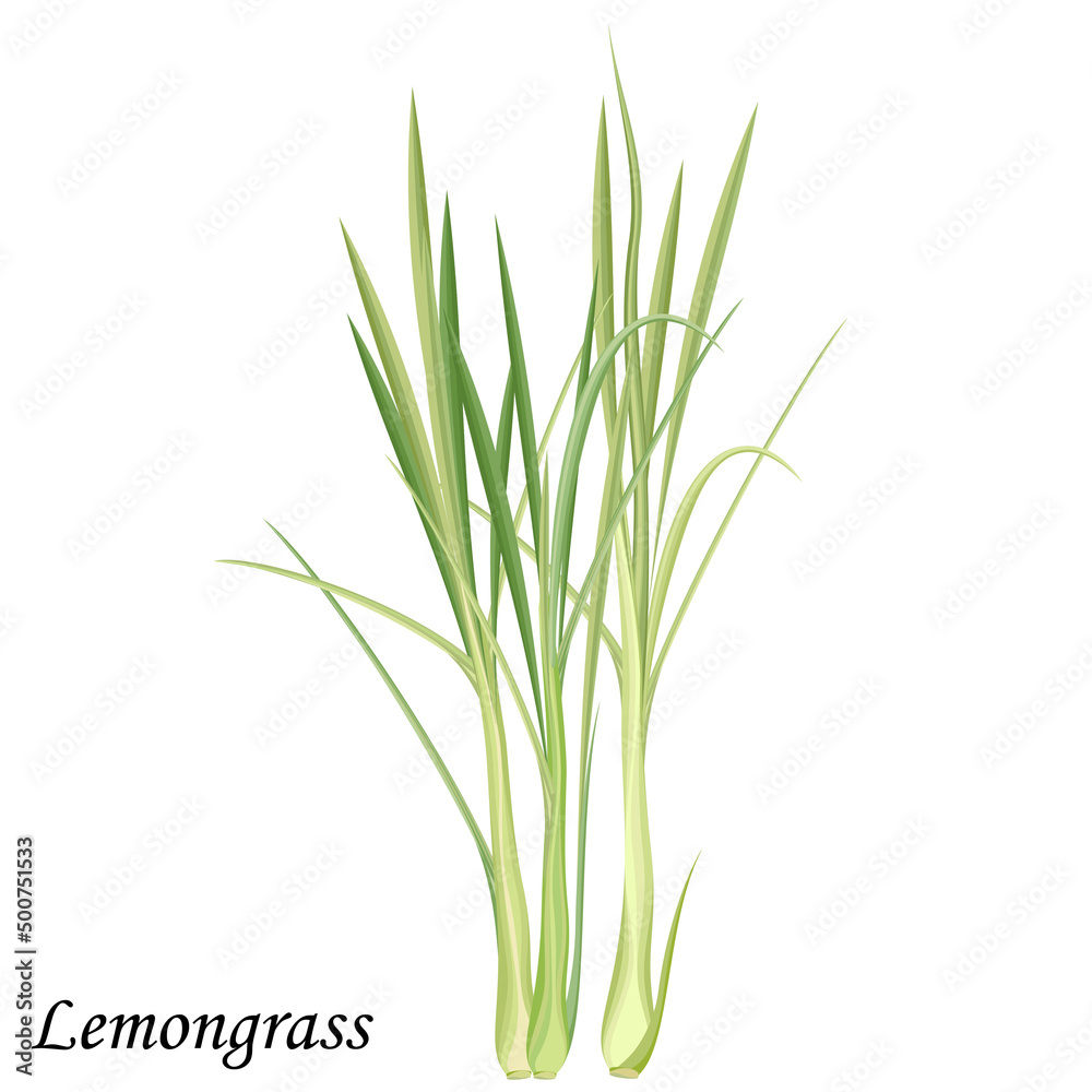 Lemongrass green bush, realistic vector illustration.