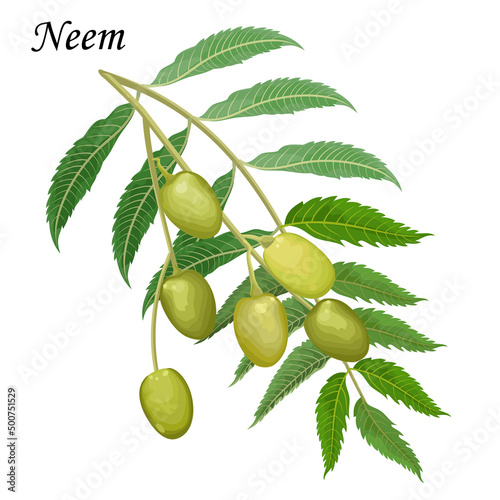 Azadirachta indica (Neem) green leaves with fruits, realistic vector illustration.