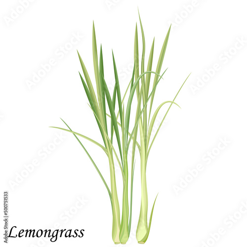 Lemongrass green bush  realistic vector illustration.