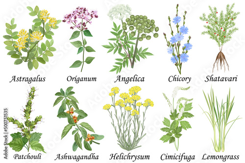 Medicinal and healing herbs collection. Hand drawn set of botanical vector illustrations, isolated on white. photo