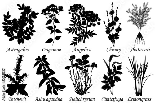 Medicinal and healing herbs, set of botanical vector silhouettes. 