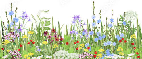 Meadow with wildflowers and medical herbs, seamless vector panoramic illustration. photo