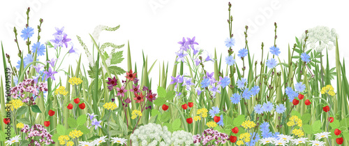 Meadow with wildflowers and medical herbs, seamless vector panoramic illustration.