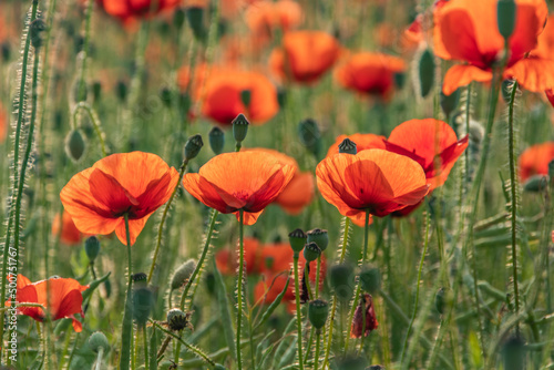 three romantic poppies, Stylish composition of home garden, Gartendekoration stilvoll,