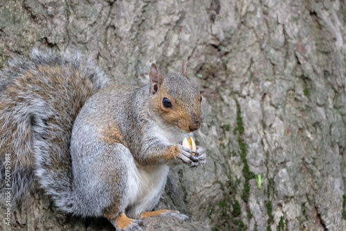 squirrel in the park © Marcin