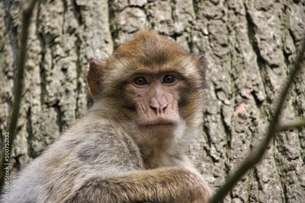 Monkey / Affe / Portrait
barbary macaque Monkey / Affe / Portrait
barbary macaque