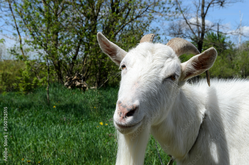 White goat on a lawn of green grass on a sunny day opposite of trees and blue sky looking at viewer White goat on a lawn of green grass on a sunny day opposite of trees and blue sky looking at viewer