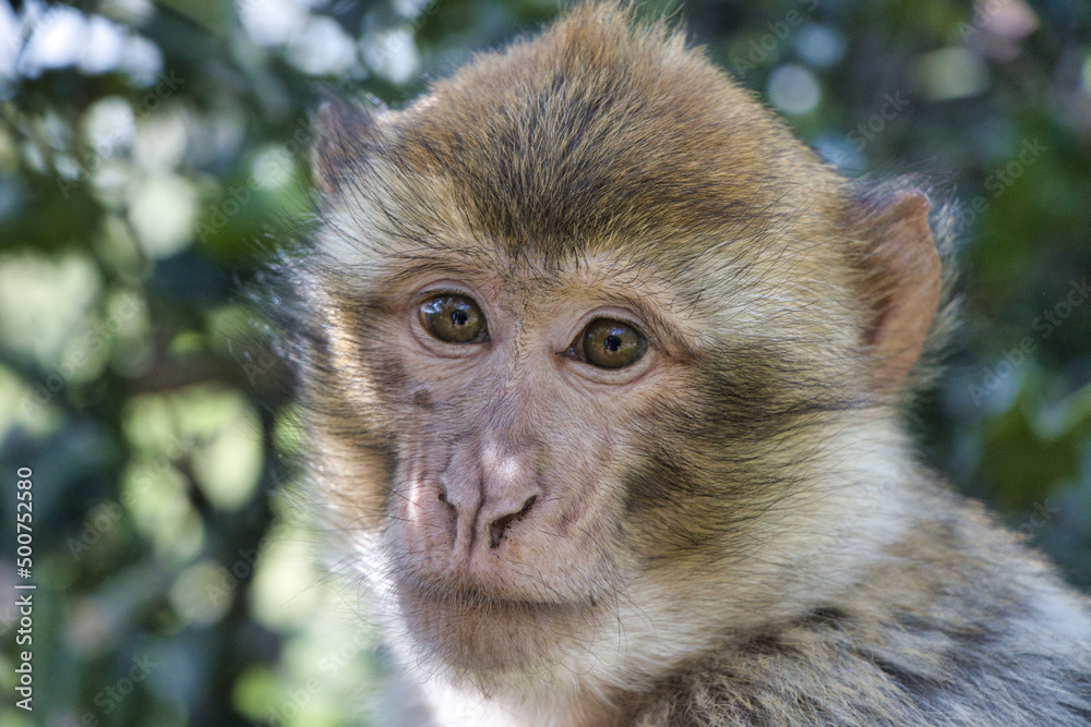 Monkey / Affe / Portrait
barbary macaque Monkey / Affe / Portrait
barbary macaque