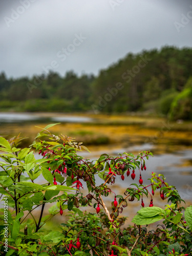Ring of Kerry - Killarny National Park - See in Irland - Rote Blüten photo