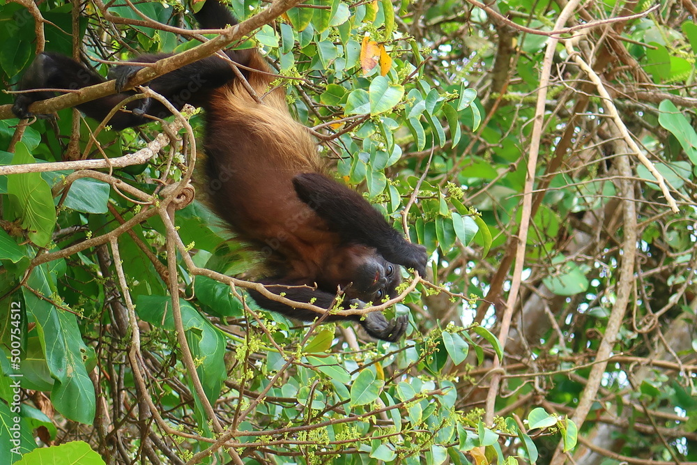 Howler Monkey seen in Corcovado National Park with lush tropical rainforest in the Osa Peninsula, Pacific ocean, Costa Rica Howler Monkey seen in Corcovado National Park with lush tropical rainforest in the Osa Peninsula, Pacific ocean, Costa Rica